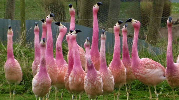 Fancy finding flirty flamingos in February?